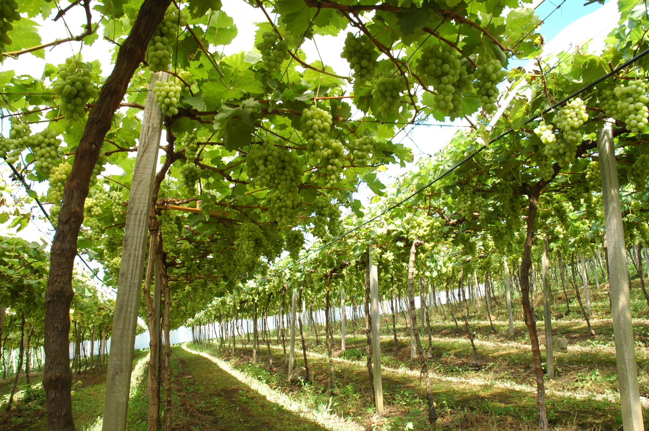 Foto_4_-_Uva_protegida