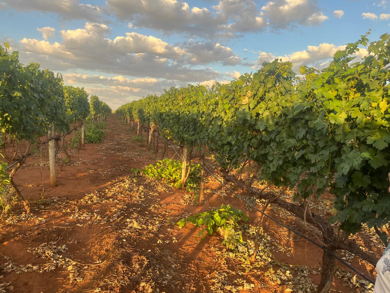 Serra das Galés testa água ozonizada no controle de pragas em Goiás (11)