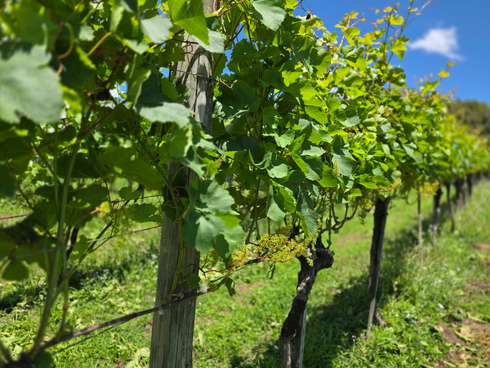 Setor vitivinícola projeta safra de 800 milhões de quilos de uva no Rio Grande do Sul em 2025-26 (3)