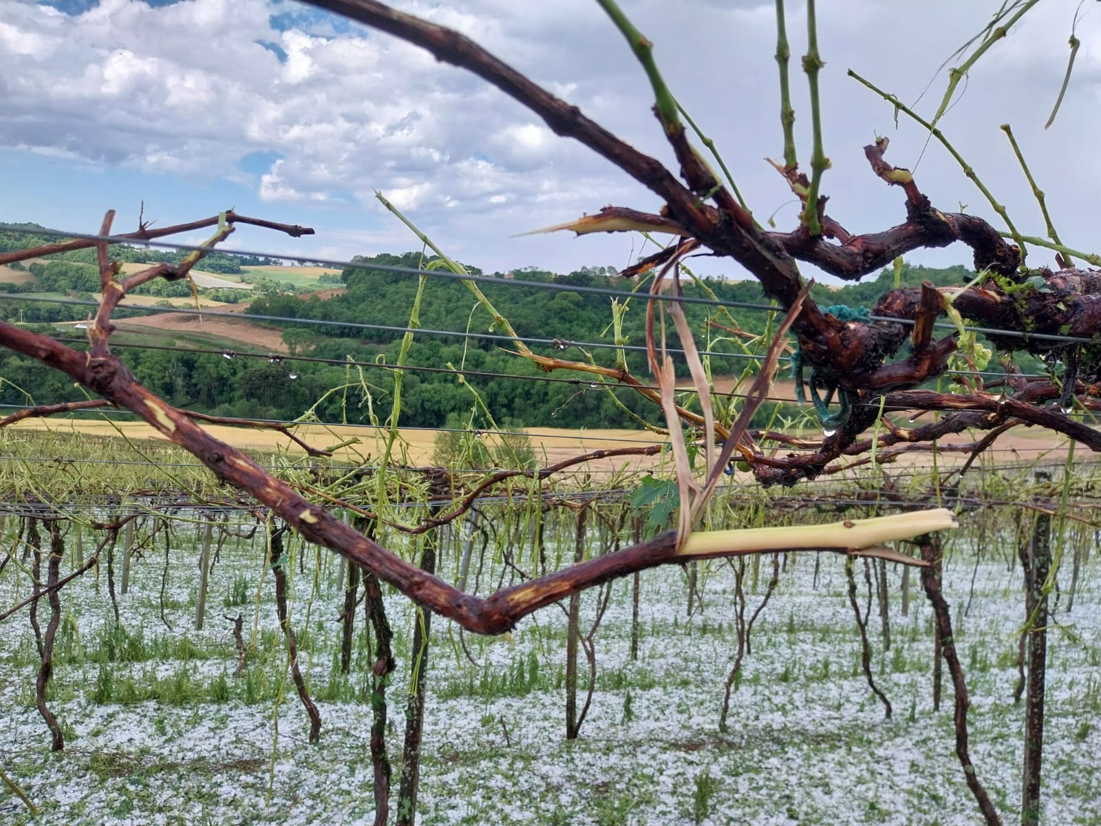Temporal de granizo provoca perda total de vinhedo da Vinícola Vizini (4)