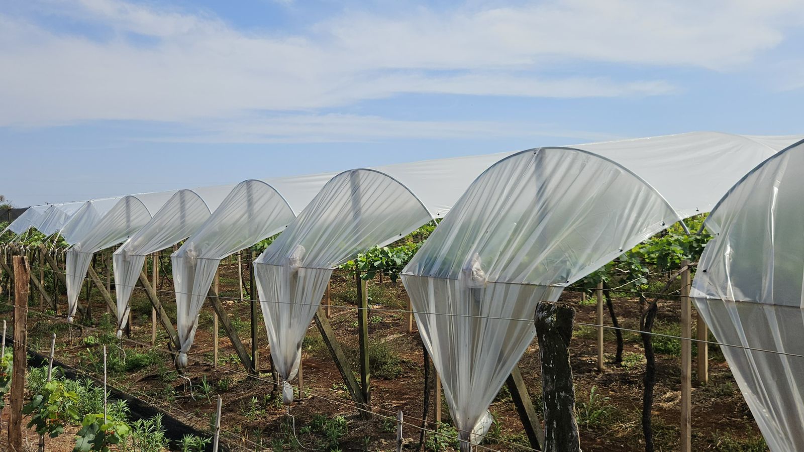 Projeto paranaense quer descobrir se cultivo protegido pode reduzir deriva de herbicidas e uso de fungicidas na uva de mesa (4)