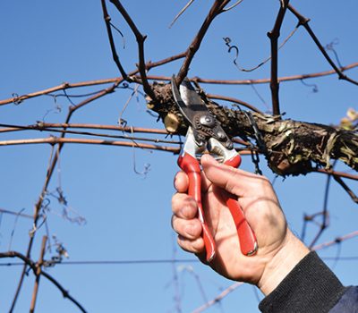 Foto 5 - Detalhe da poda