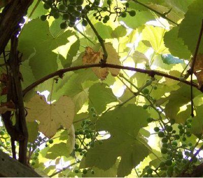 Dossel sombreado por conta da falta de manejo de poda verde. (Foto: Henrique Pessoa dos Santos/Embrapa Uva e Vinho/Divulgação)