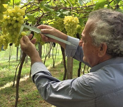 Foto Viviane Zanella