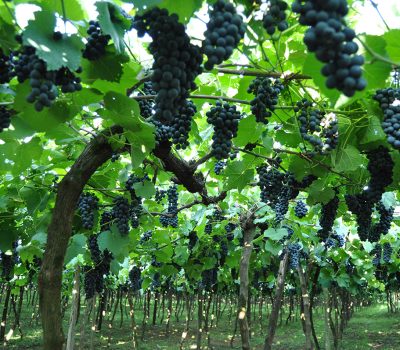 Variedade Isabel apresentou crescimento de mais de 12% nesta safra.