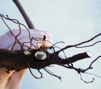 Corte na raiz de muda infectada por fungo.