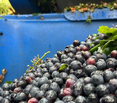 A Cooperativa São João, de Farroupilha, comunicou aos seus associados um conjunto de medidas que impõem limites à produção e ao recebimento de uvas na próxima safra