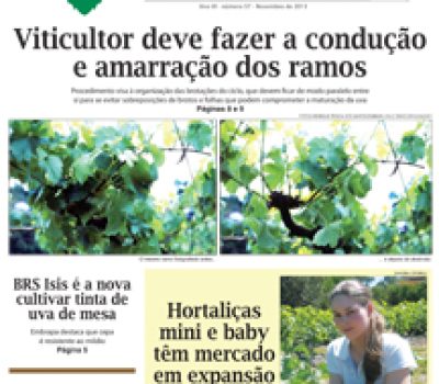 A Vindima_capa e contra.indd