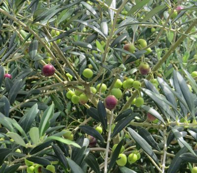 Abertura_da_Colheita_da_Oliva_(6)