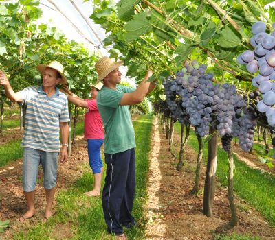 (Foto: Arquivo A Vindima)