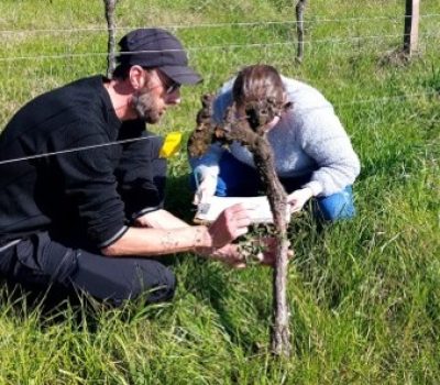 Análise e coleta de amostragem matrizeiros para checagem viral (Foto Divulgação)