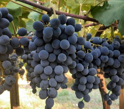 BRS Cora sem cobertura. Foto: Divulgação/Embrapa