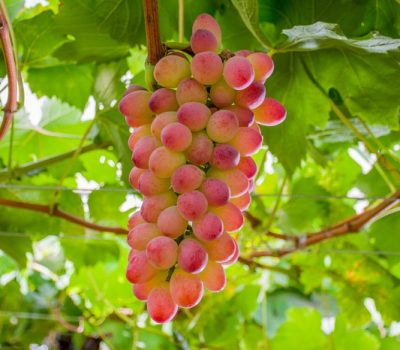 BRS Melodia - Foto: João Henrique R. Figueredo