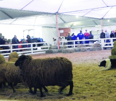 Demonstração de pastoreio com Border Collie durante a Rural Show, em Nova Petrópolis. (FOTOS/LARISSA VERDI)