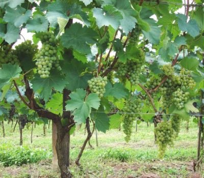 Cacho da BRS Lorena no sistema de condução espaldeira