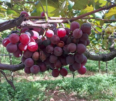Cacho-de-videira-de-Niágara-rosada-com-unidades-apodrecidas-Foto-Rafael-Mingoti