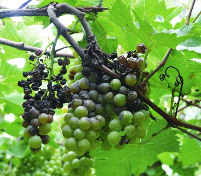 Cacho contaminado com a podridao-da-uva-madura
Foto: Viviane Zanella/Embrapa Uva e Vinho