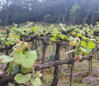 Chuvas e frio atípico exigem atenção dos viticultores gaúchos e podem afetar a safra