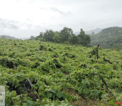 Ciclone derruba parrerais em Flores da Cunha (4)