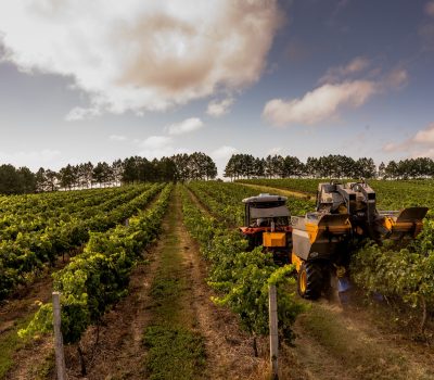 Colheita Mecânica