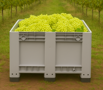 Colheita de Uvas em Vinhedo