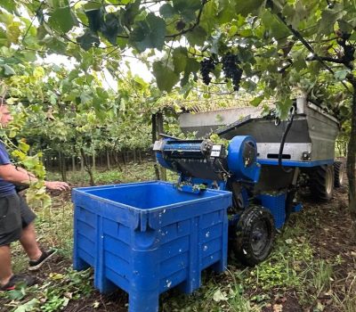 Colheita mecanizada tudo o que o viticultor precisa saber para garantir eficiência, segurança e qualidade