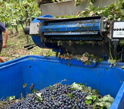 Com escassez de mão de obra e necessidade de eficiência, produtores apostam na colheita mecanizada para garantir produtividade e qualidade das uvas (1)