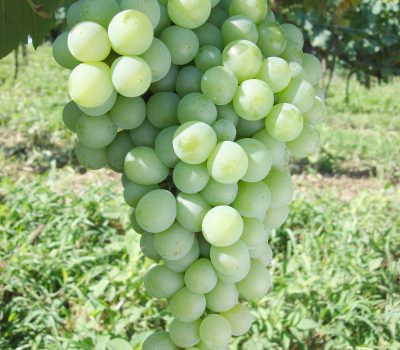 A região de Farroupilha apresenta o diferencial de constituir-se na região brasileira de maior concentração de uvas Moscato do país.