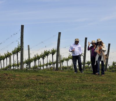 Em 2015, 397.529 mil visitantes passaram pelo principal destino enoturístico do Brasil, o Vale dos Vinhedos. Em relação a 2010, houve crescimento de 98% 
Foto: Gilmar Gomes  