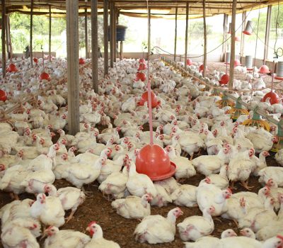 Criação de frangos orgânicos de produtores parceiros da Korin. Sistema conta com certificação de Bem-estar Animal