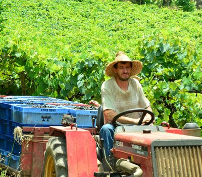 Leonir Debiasi, associado da Vinícola Garibaldi.