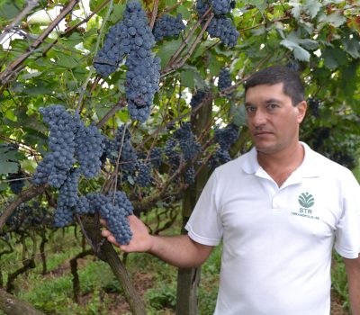 Moacir Mazzarollo, novo Presidente do IBRAVIN.