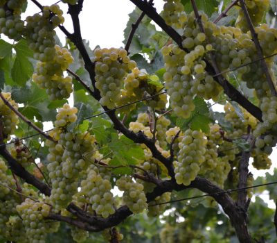 Técnicos orientam procedimentos para o período.