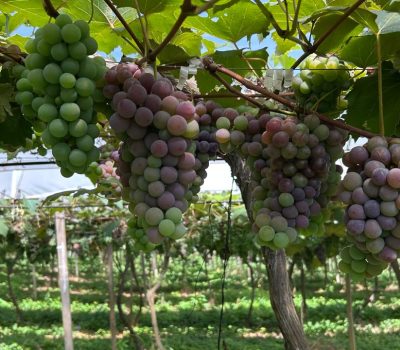 Dia do Campo em Flores da Cunha (2)