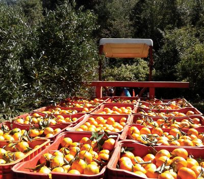 Rio Grande do Sul deve colher mais de 433 mil toneladas de frutas cítricas em 2017.