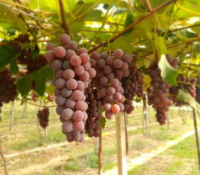 Foto: Divulgação/Emater-RS