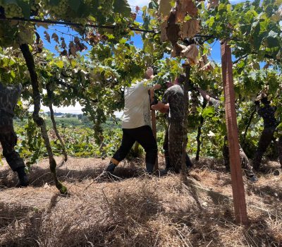 Exército auxilia viticultores na reconstrução de parreirais atingidos por tornado em Flores da Cunh (6)