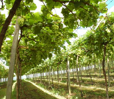 Foto_4_-_Uva_protegida