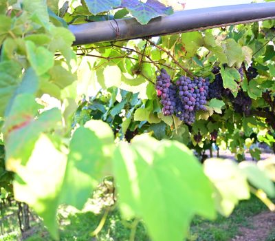 Foto Ícaro de Campos