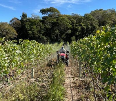 Goiás Vitivinicultura