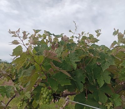 Herbicidas Hormonais Carta de Jaguari destaca a urgência de medidas para proteger a viticultura e culturas sensíveis (1)