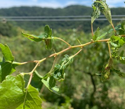 Herbicidas Hormonais RS