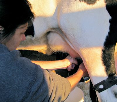 Rosângela Pagno ordenha as vacas na propriedade da família, o leite é consumido pela família e também é utilizado para a produção de deliciosos queijos. Comunidade Nossa Senhora do Carmo - Flores da Cunha/RS