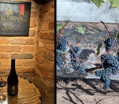 Inovação no vinho de mesa Caterina marca a estreia da colheita de inverno para a uva Jacques