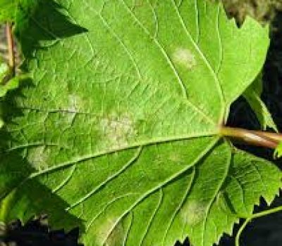 Míldio.(Foto/Divulgação)