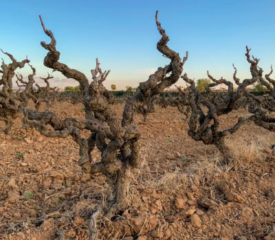 Old vineyard with the pruned vines. Winter vineyard. Strain in the foreground. Agricultural landscape.