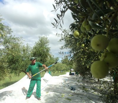 Colheita de oliveiras em Cachoeira do Sul (Foto: Danúbia Otobelli)