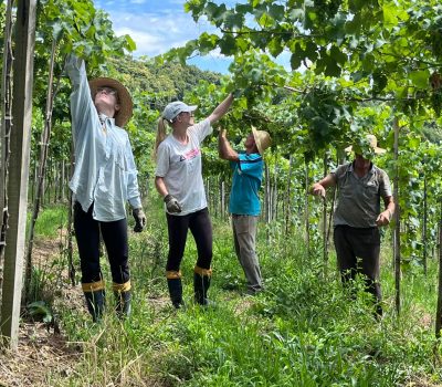 Foto: AgroDTech/Divulgação