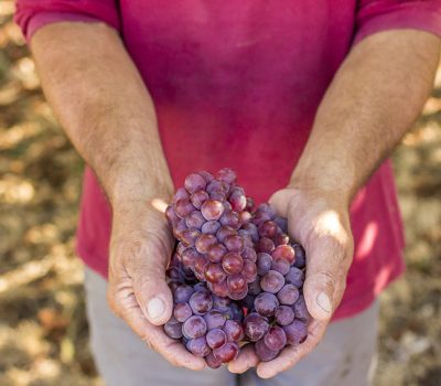 Vinícolas e produtores rurais gaúchos foram qualificados no ciclo 2017-2018. Expectativa é que outros 200 participantes concluam a implantação dos módulos de Boas Práticas Agrícolas em 2019.
Foto: Dandy Marchetti/Ibravin