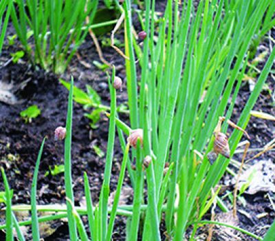 Animais raspam com uma estrutura chamada rádula as folhas, caules e brotos novos, podendo, em infestações severas, levar à morte das plantas.